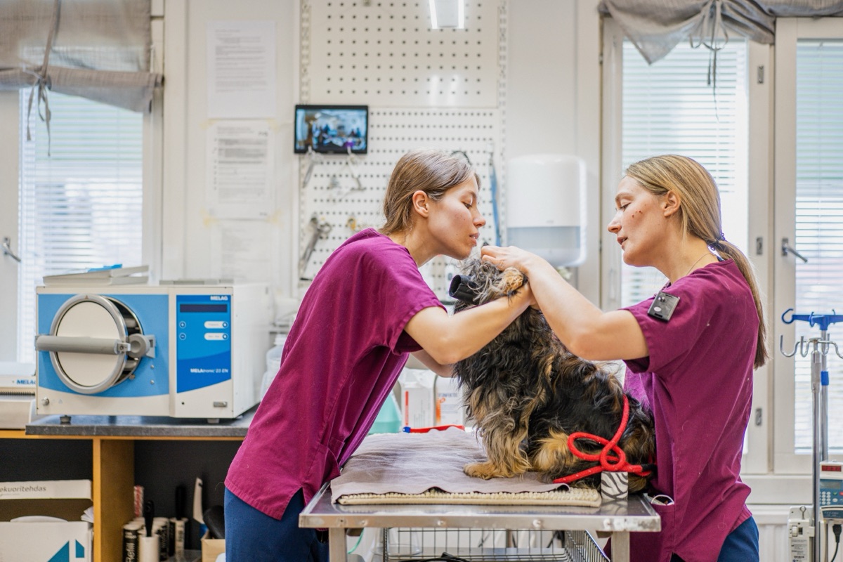 Nina Haglund ja Meri Vilén tutkimassa potilasta