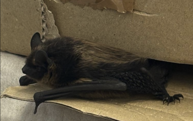 Bat receiving care at Eläinklinikka Saari