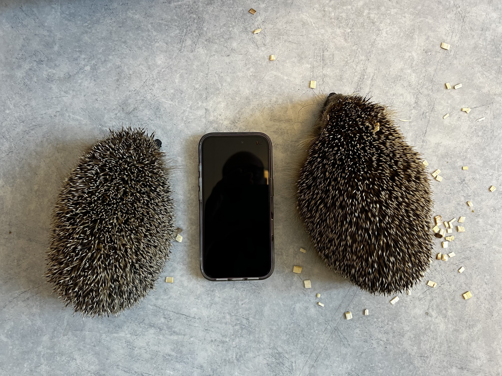 Kaksi siiliä ja puhelin kokovertailuna — vasemmalla 420 g siili, oikealla 750 g siili